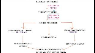 CSF CIRCULATION [upl. by Selma]