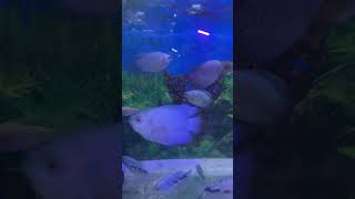 Gourami Mo9pm gourami gouramifish aquariumfish [upl. by Raynold]