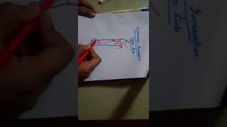 upper limb CUTANEOUS INNERVATION learn on FINGERTIPSanterior side [upl. by Alfonso]