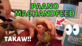 PAANO MAG HAND FEED NG LOVEBIRD  BEST HAND FEEDING FORMULA  PIKOY HANDFEED FORMULA [upl. by Aneger]