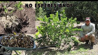 ACELERA el Crecimiento y la Floración en tus árboles de limón y para cualquier otro tipo de árbol [upl. by Nichole]