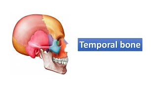 Temporal bone Prof Ashfaqur Rahman [upl. by Sill]