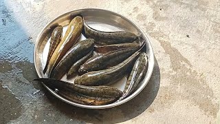 UP amp Bihar Special Garai Fish गरई मछली Curry  Coming Soon [upl. by Geesey]