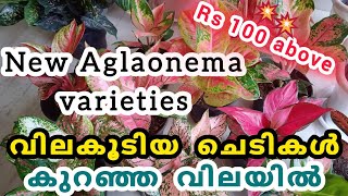 New Aglaonema varieties for sale  Yeryusu jennath [upl. by Gala932]