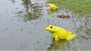 Rare yellow frogs funny video wonderful indian bullfrog sounds [upl. by Tallbott]