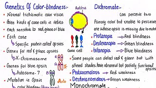 Genetics of colour blindness  class 12 [upl. by Juliet322]