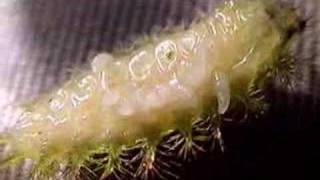 Parasitoid infested caterpillar [upl. by Millford]