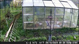 Squirrel Vs The bird table 27102024 [upl. by Diba669]