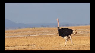 The Ostrich Dance [upl. by Lunette]