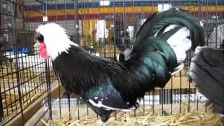 Holländisches Haubenhuhn Weißhaube schwarzweißgescheckt Kleintierausstellung Etziken 2012 [upl. by Dunning545]