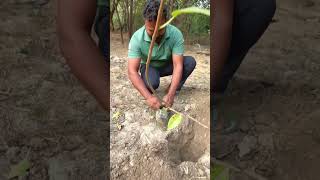 Diwali special tree plantation bytrees plants Info  Trees panting on Diwali 🪔 Diwali2025 [upl. by Llenaej]