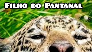 Luciano Brito  Filho do Pantanal [upl. by Gayner]