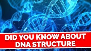 DNA Structure Simplified for You ।Human DNA Structure 🧬🧬 [upl. by Ringler]