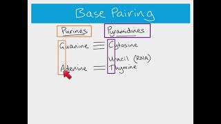 AS Biology  Nucleic acids The structure of DNA and RNA [upl. by Peirce737]