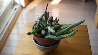 Huernia procumbens  a flower bud [upl. by Woodhead294]