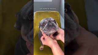 French Bulldog Morning Routine  Cute Wrinkle Cleaning Video [upl. by Xirtaeb543]