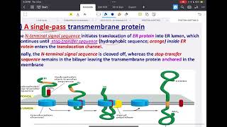 Protein sorting  part 2 [upl. by Shull]