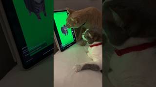 spinning cat videos oiiaoiia 😸 cats watch spinning cat video 😸 spinning cat oo ee aa ee shorts [upl. by Ries]