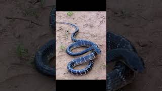 Common Krait Snake  Bungarus Caeruleus Pics [upl. by Gnart545]