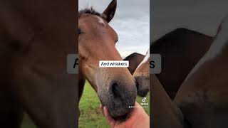 Watch your back 😂 foal foals horse equestrian cutefarmanimals funny naughty babyhorse [upl. by Nikos]