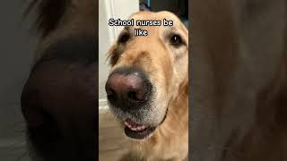 The 🧊❄️🧊 school nurse music song goldenpupppy comedyfilms puppy goldenpup funny [upl. by Tuchman]