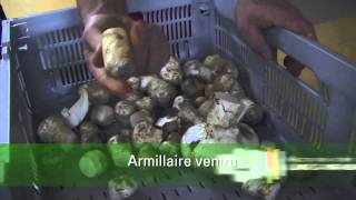 Comment préparer ses champignons forestiers pour la vente [upl. by Abe]