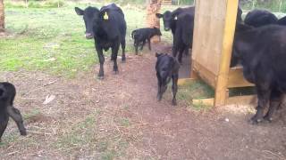 Newborn baby Brangus calves with their mothers [upl. by Nalra133]