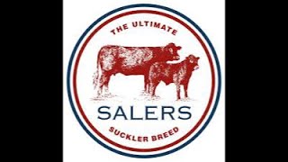 Salers Bull and Females Sale at Castle Douglas at 1100am Saturday 2nd November’24 [upl. by Clyde]