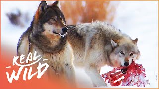 The Wild Wolves Of Yellowstone  The War Of The Wolf Packs Part 2  White Wolf  Real Wild [upl. by Hellene]