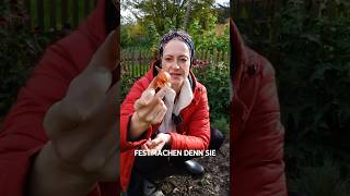 TIPPS Blumenzwiebeln pflanzen im Herbst [upl. by Lewap]