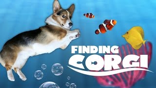 CORGI CARES FOR NEW FISH TANK FRIENDS  Life After College Ep 476 [upl. by Epperson98]