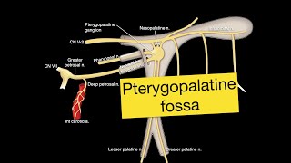 Pterygopalatine fossa [upl. by Boris]