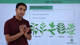 Class 11th – Leaf – Phyllotaxy  Morphology of Flowering Plants  Tutorials Point [upl. by Dewhirst]