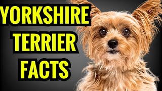 Yorkshire Terrier  Top 13 Facts [upl. by Lemraj751]