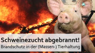 Schweinestall abgebrannt Brandschutz in der Massen Tierhaltung [upl. by Walls]