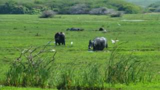 Bundala National Park [upl. by Hannaoj599]