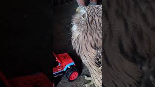 Blakiston fish owl [upl. by Einehpets888]