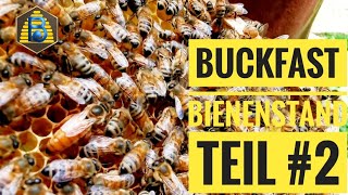 Buckfast Königinnenvermehrung und Bienenstand  Teil 2 Bienendom [upl. by Nnael]