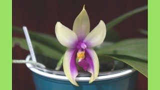 Orchid  Phalaenopsis bellina Wild Form amp Care Tips [upl. by Eleanor941]