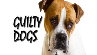 Guilty Dogs Song  Dog Shaming Compilation 2014 [upl. by Amikay]