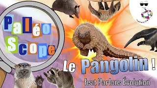 La place du PANGOLIN  Les surprises de la phylogénie Feat Parlons Évolution  PaléoScope 8 [upl. by Naltiac339]