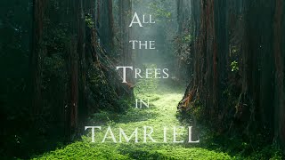 Jeremy Soule Skyrim — All the Trees of Tamriel 3 Hr Extension [upl. by Joses928]