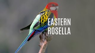 The Colorful Lives of Eastern Rosella Birds [upl. by Eldora960]