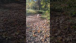 Autumn Dog Run cavachon autumn doglovers dog [upl. by Bord65]