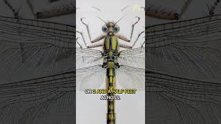 Meganeuropsis  The Giant Dragonfly of Prehistoric Times quickfacts shorts youtubeshorts [upl. by Aubrette]