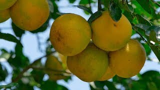 Manejo de Plagas para Cultivos de Cítricos  TvAgro por Juan Gonzalo Angel [upl. by Ailsa104]