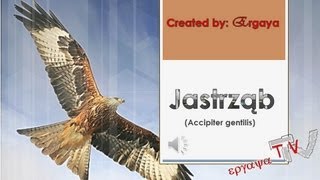 Jastrząb jastrząb gołębiarz Accipiter gentilis [upl. by Nelyaw454]