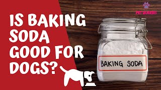 Is baking soda good for dogs  What to do if my dog eats baking soda  petqueries [upl. by Latricia509]