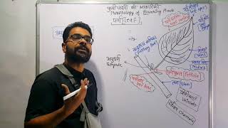 पत्ती की संरचना एवं प्रकार  Structure of leaf and types  Morphology of Leaf in Hindi आकारिकी [upl. by Anselmo]