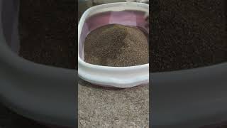 Purepet cat litter review purepet catlitter cat pets catlover catslifestyle kotablogger [upl. by Norabal884]